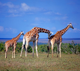 Giraffen