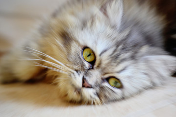 cute gray cat  is posing in front of the camera