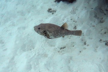 Spotted Puffer, Great Barrier Reef-Cairns, Australia