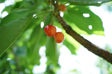 ripen cherries on a tree in summer