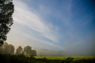 early morning. forest hiding in the fog.