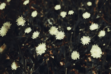 Blossoming Hieracium (hawkweed) yellow flowers. Dark desaturated processing.