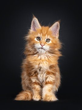 Majestic red Maine Coon cat kitten sitting facing front. Looking straight at camera. Isolated on black background. Tail beside body.
