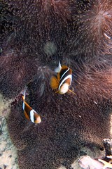 Barrier Reef Anemonefish, Clownfish (amphiprion akindynos) © Andy