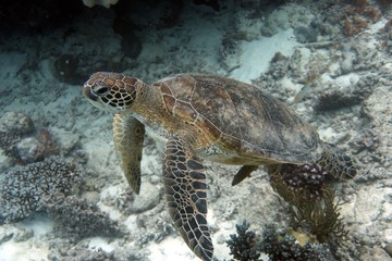 Obraz na płótnie Canvas Green Sea Turtle