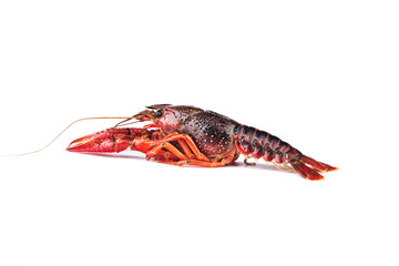 Crayfish,Crawfish isolated on white background