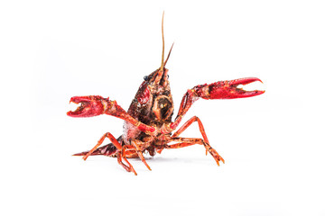 Crayfish,Crawfish isolated on white background