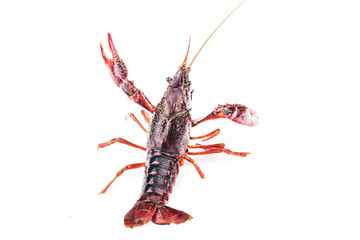 Crayfish,Crawfish isolated on white background