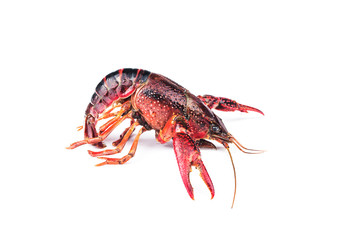 Crayfish,Crawfish isolated on white background