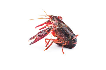 Crayfish,Crawfish isolated on white background