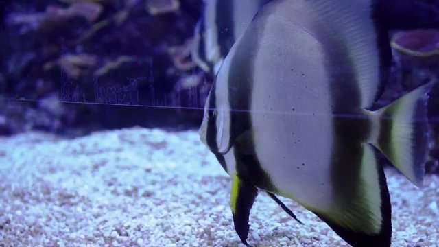 Spadefish swimming in an aquarium in slow motion