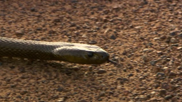 A close up tracking shot of an inland taipan snake slithering around and flicking its tongue in and out
