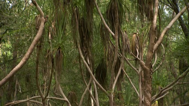 Wide shot looking through a frest of cabbage palm trees and underbrush, tilting to look up at the tops