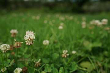 white clovers in grass of park in summer