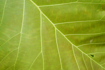 green leaves texture background, nature leaf texture