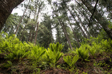 Bosque y helecho