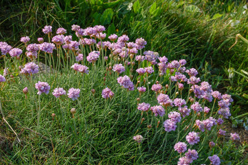 pink/purple floweri n spring