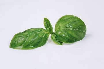 Fresh aromatic culinary herbs. Basil leaves closue up on a white background