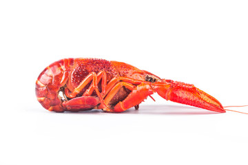 Fresh boiled red crayfish, isolated on white background.