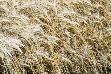 Champ de blé jaune 