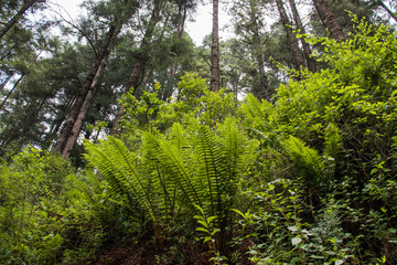 Bosque y helecho