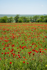 Poppy field. Beautiful landscape. Summer and vacation.