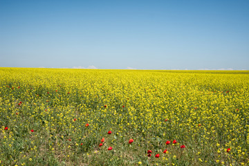 Flower field. Beautiful landscape. Summer and vacation.