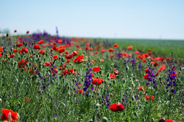 Poppy field. Beautiful landscape. Summer and vacation.