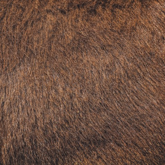 fur of donkey