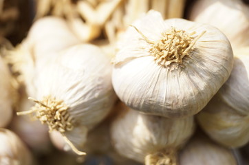 garlic