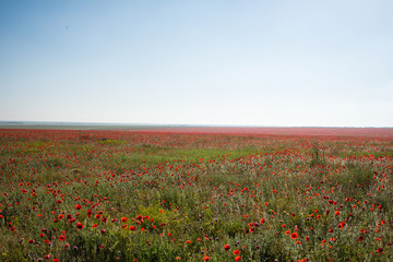 Obraz premium Poppy field. Beautiful landscape. Summer and vacation.