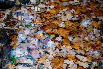 Autumn leaves. Yellow and brown leaves sank into pond. Wet leaves of maple and oak trees are swimming in lake of Tiergarten park in Berlin Germany. Fall backdrop with plenty of various autumn foliage 