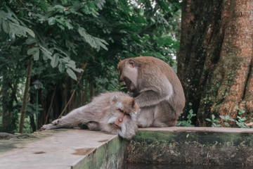 monkeys massage each other