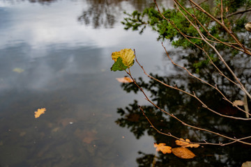 Obraz na płótnie Canvas Thin long twigs with last leaves above dark smooth water surface of lake in Tiergarten public park of Berlin Germany. Blurry reflection of overcast sky and tree silhouettes in pond. Autumn landscape