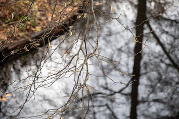 Branches of a tree. Focus on thin curved twigs on background of blurred reflection of tree trunk in grey water of pond. Autumn landscape with lake in Tiergarten park of Berlin Germany. Fall nature