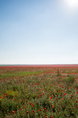 Poppy field. Beautiful landscape. Summer and vacation.