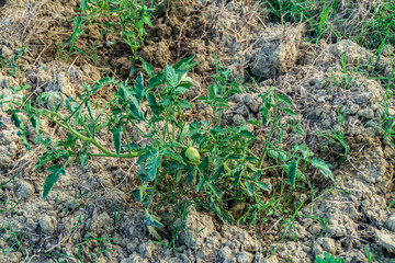 Pianta dei pomodori nell'orto biologico in estate
