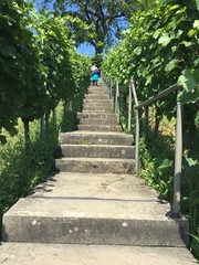 Treppe in Meersburg am Bodensee im Sommer in Süd Deutschland mit Weinberg