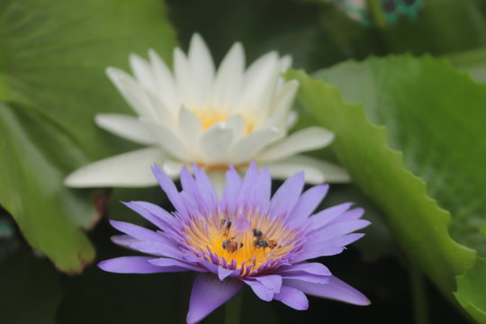 Couple lotus with bee