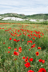 Poppy field. Beautiful landscape. Summer and vacation.