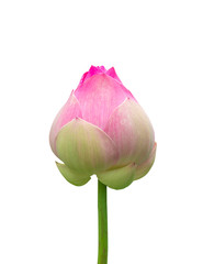 Pink lotus isolate on white background
