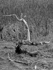Dead Tree Branches in Swamp B&W