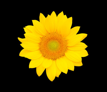 Sunflower isolated on black background