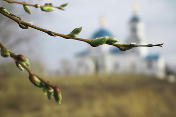 branch of willow