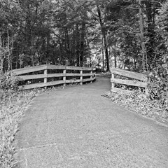 Walking Trail in the Woods Through Trees with Wooden Gaurd Rails B&W