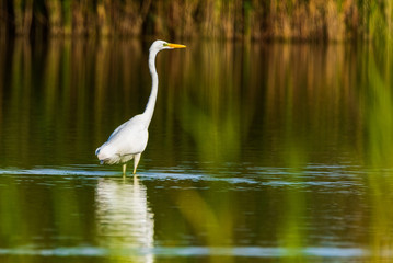 A white heron stands in the pond amid reeds.