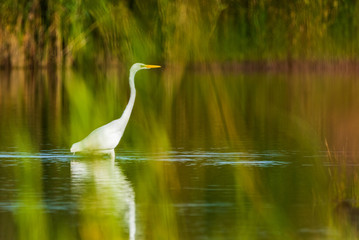 A white heron stands in the pond amid reeds.