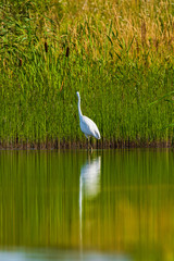 A white heron stands in the pond amid reeds.