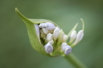macrophotography of agapanthus bud that is blossoming