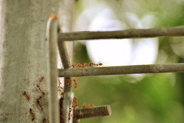 flying ants make a group on the fence